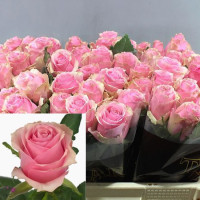 Rose Celeb 70 sm