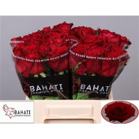 Rose Ever Red  40 sm