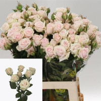 Spray Royal Porcelina 50 sm
