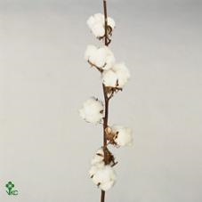 Gos Hirsutum 8 Bolls