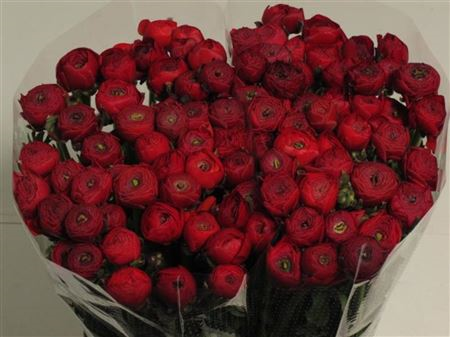 Ran Eleg Rood Extra