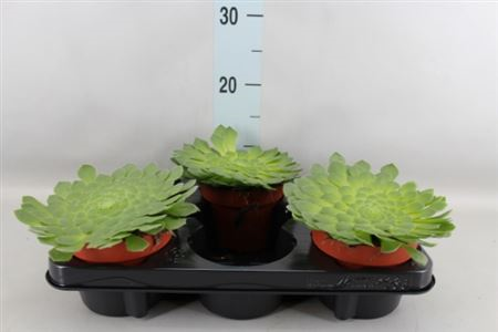 Aeonium Tabuliforme