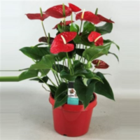Anthurium Michigan Pot 26 Rode Pot