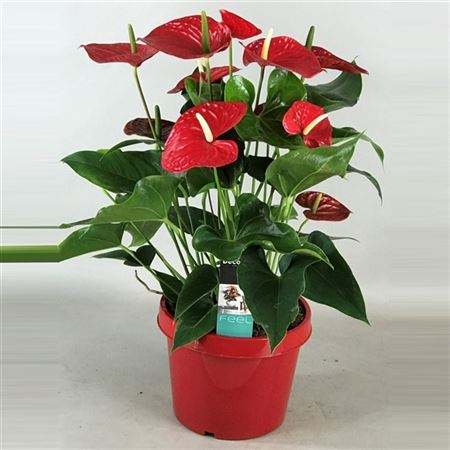 Anthurium Michigan Pot 26 Rode Pot