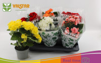Begonia Mix With Love 13/30