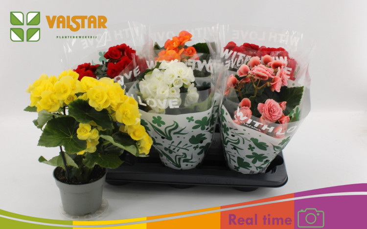 Begonia Mix With Love 13/30