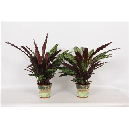 Calathea Insignis Russia-decorum