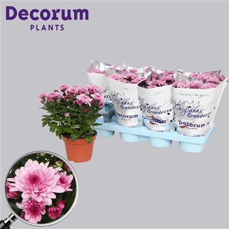 Chrysanth Grandessa Two- Tone