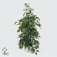 Ficus Be Danita