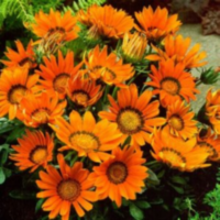 Gazania Oranje