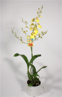 Oncidium 1 Tak Vertakt Decorum