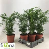 Chamaedorea Cataractarum 17/75 - X859172_H_1 (1)
