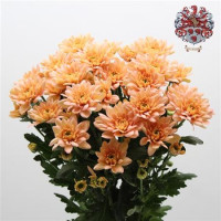 Chr T Baltica Salmon X5