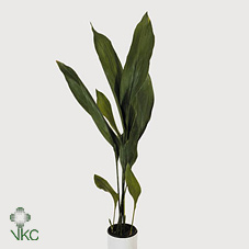 Aspidistra Italie 70 Cm