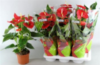 Anthurium Red Winner 17/65