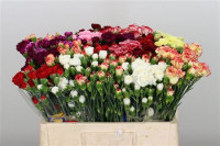 Dianthus Spray Colombia
