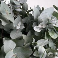 Eucalipt Baby BLUE Italia - evkolipt-cinereya