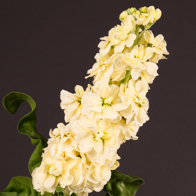Matthiola Mathild Yellow X10