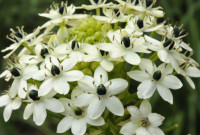 Ornithogalum Saundersiae Х10