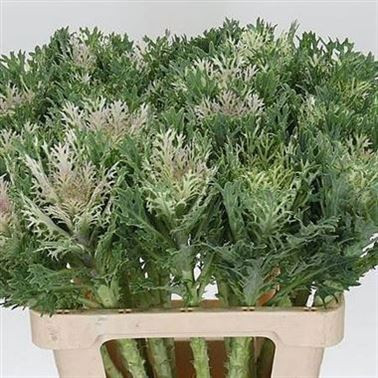 Brassica Crane King X5