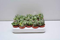 Lithops 505/20