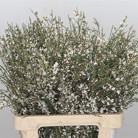 Genista Mix 200 gr