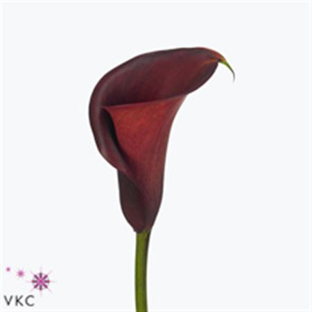 Zantedeschia Zazu X10 Holland