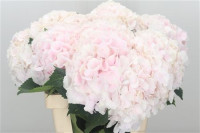Hydr S Sweet Verena 60cm X5