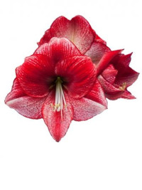Hippeastrum Red Lion Holland