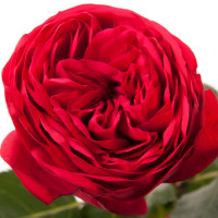 Rose Red Piano 30 sm