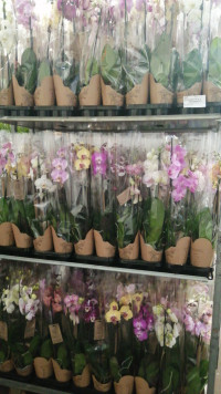 Phal 2-tak VG Wild Mix 12/55