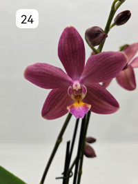 Phal Ov Pink Phalaenova 24 12/65