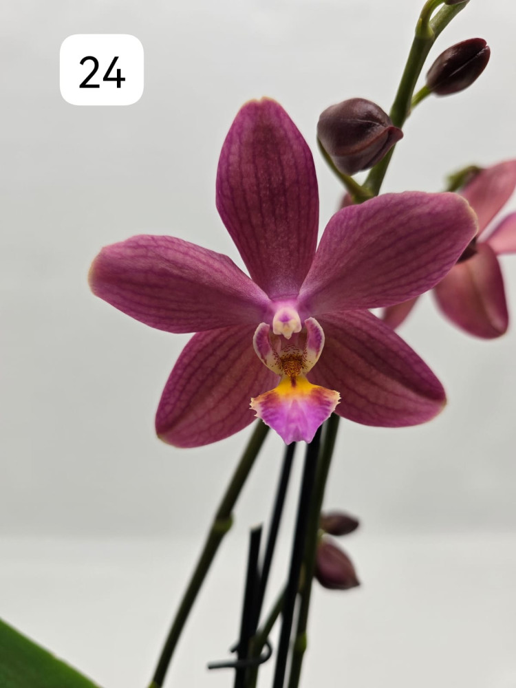 Phal Ov Pink Phalaenova 24 12/65