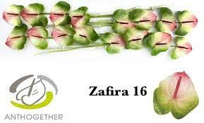 Anthurium S Calisto