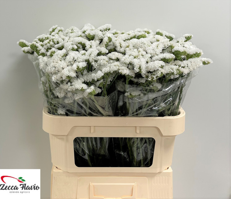 Limonium Silver Sun Birds Holland