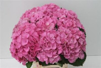 Hydr Pinktou Rz X5 - 80cm