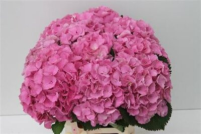 Hydr Pinktou Rz X5 - 80cm