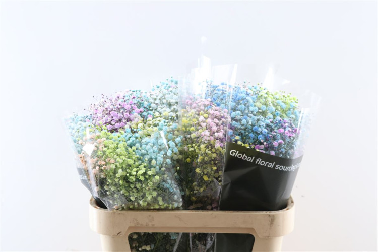 Gypsophila Rainbow Ecuador X25