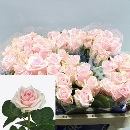Rose Lazise 40 sm