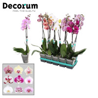 Phal A2 Fragrance Powdery 12/35