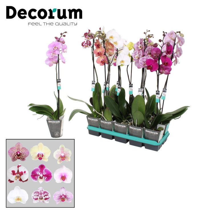 Phal A2 Fragrance Powdery 12/35