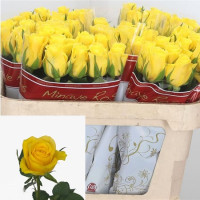 Rose Moonwalk 60 sm Х10