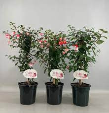 Fuchsia Ov 25/45