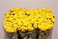 Chr San Rossi Sunny