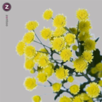 Chr T Stalion Yellow