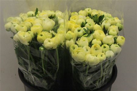 Ran Elegance Creme