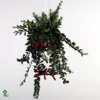 Aeschynanthus Robijn (clock)