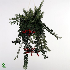 Aeschynanthus Robijn (clock)