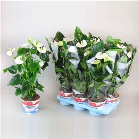 Anthurium Sumi Pot 17 Grootbloemig Wit