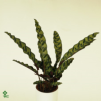 Calathea Lancifolia Insignis